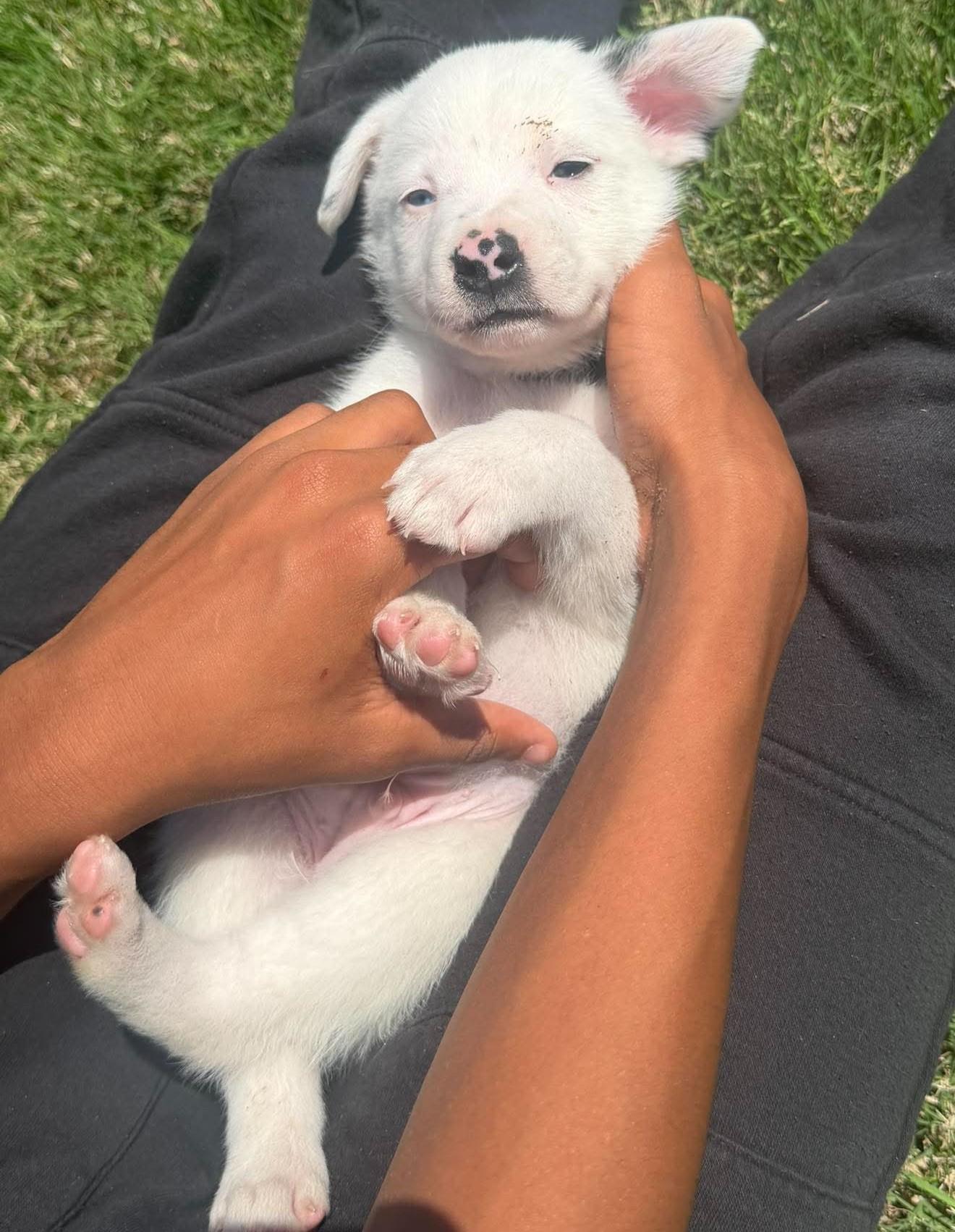 Enlarge Harry Potter, a ADOPTABLE mixed breed in Kiowa, OK image 4/6