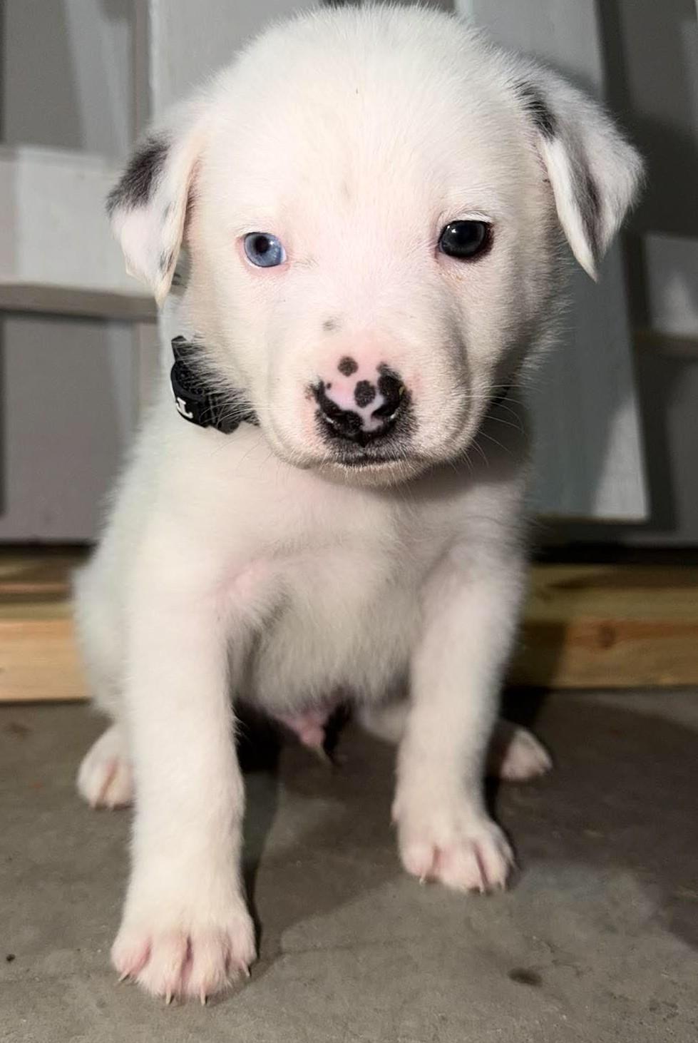 Enlarge Harry Potter, a ADOPTABLE mixed breed in Kiowa, OK image 5/6