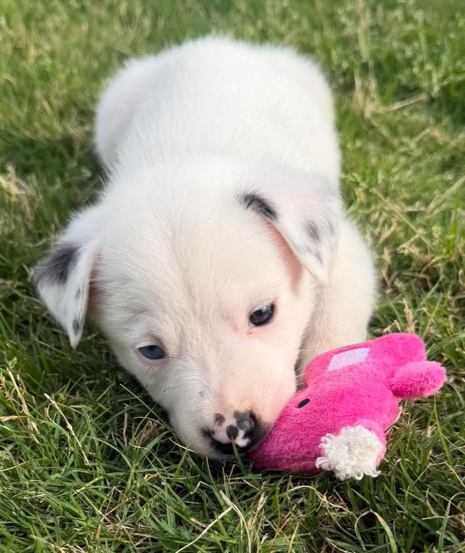 Enlarge Harry Potter, a ADOPTABLE mixed breed in Kiowa, OK image 2/6