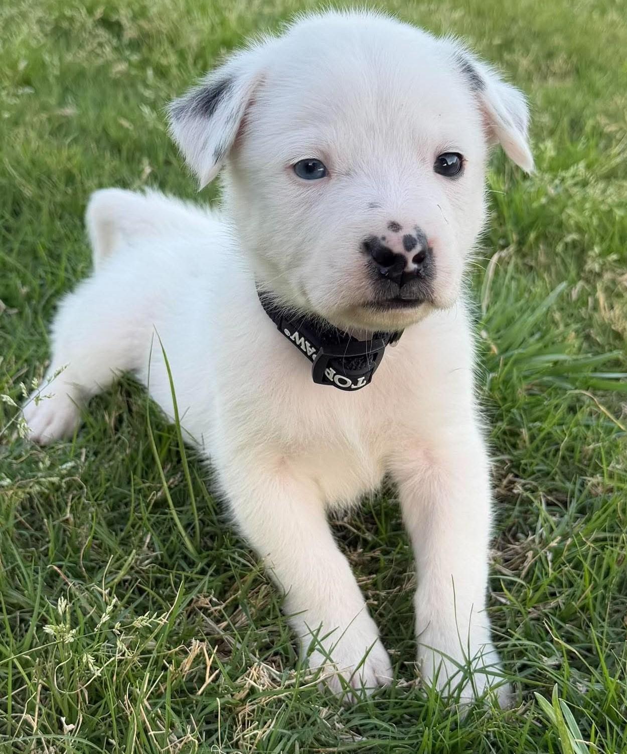 Enlarge Harry Potter, a ADOPTABLE mixed breed in Kiowa, OK image 3/6
