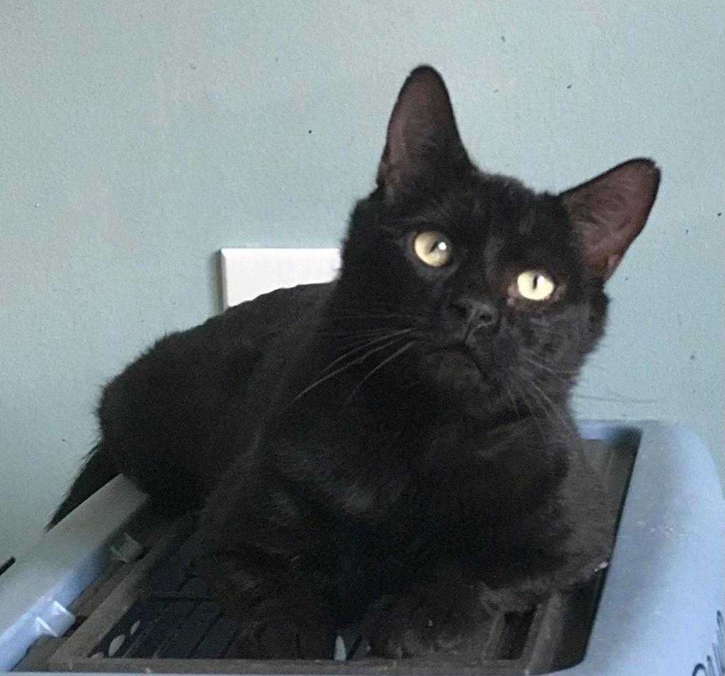 Enlarge Nars, a Adoptable Domestic Short Hair in Garner, NC image 1/1