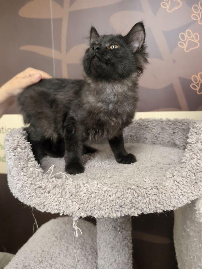 Enlarge Angora, an adopted Domestic Long Hair in Lake Orion, MI image 3/3
