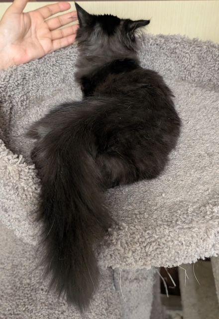 Enlarge Angora, an adopted Domestic Long Hair in Lake Orion, MI image 2/3
