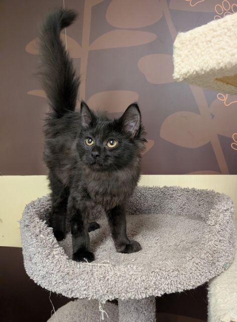 Angora, adopted, Kitten Female Domestic Long Hair.