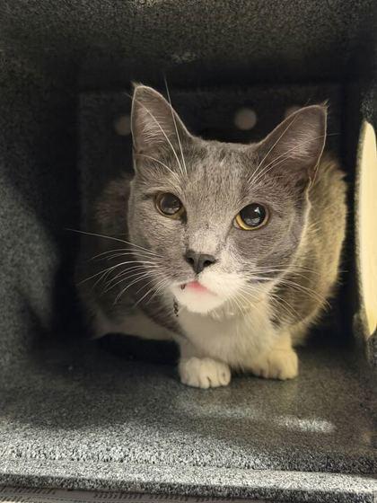 Marley, Adoptable, Adult Female Domestic Short Hair & Domestic Short Hair.