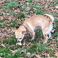 Baby, a ADOPTABLE Chihuahua in Durham, NC image 3/5