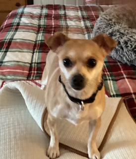 Baby, a ADOPTABLE Chihuahua in Durham, NC image 4/5