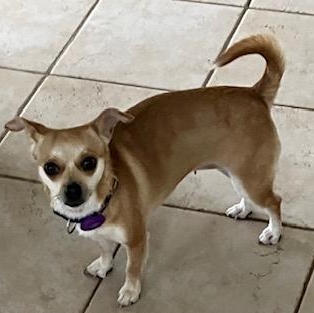 Baby, ADOPTABLE, Adult Female Chihuahua.