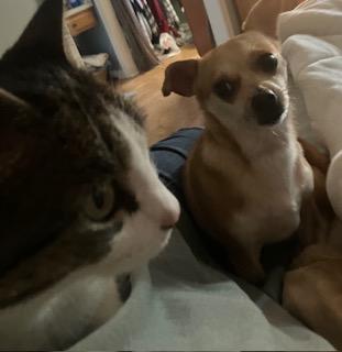 Baby, a ADOPTABLE Chihuahua in Durham, NC image 2/5