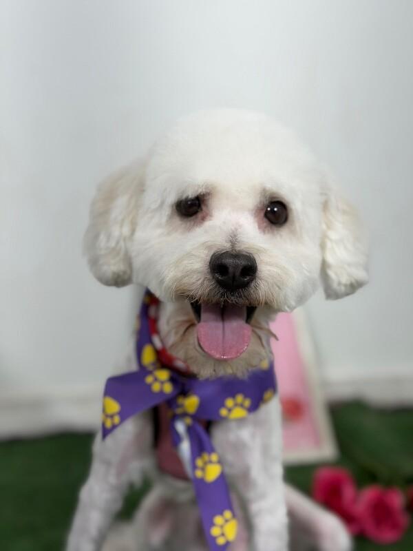 Arnold-One of our Amazing Rescue Dogs, adopted, Adult Male Bichon Frise & Maltese.