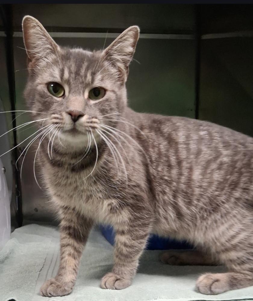 Enlarge Freeloader, a Adoptable mixed breed in Olean, NY image 1/6