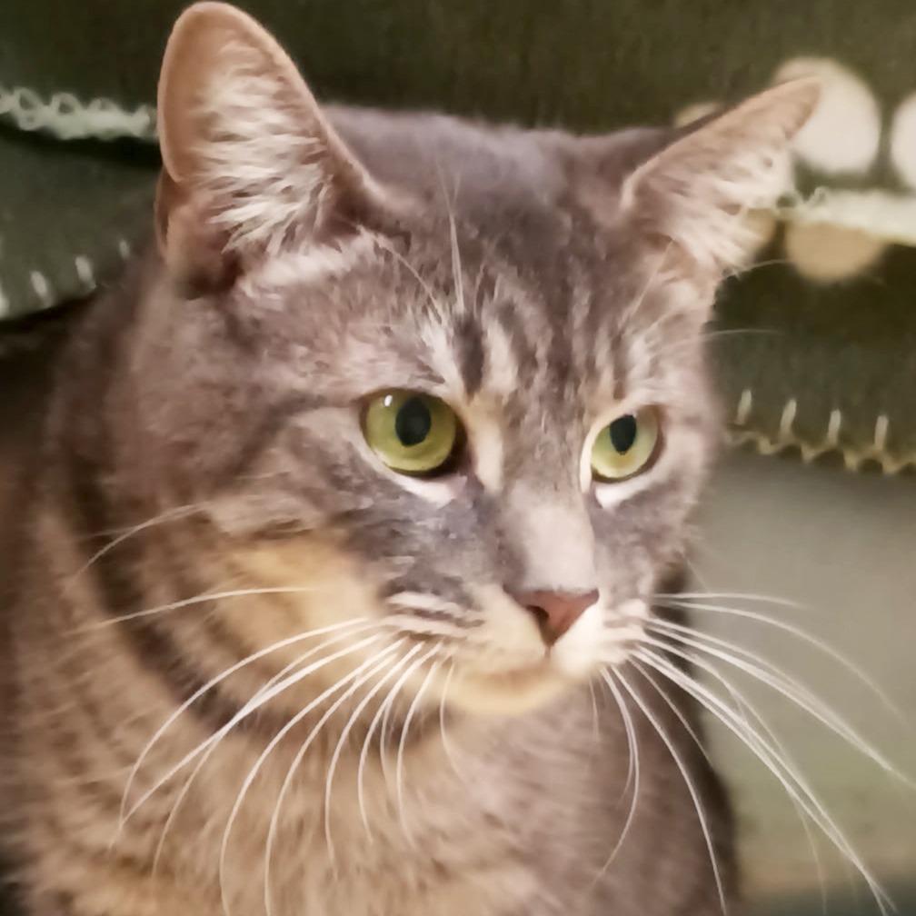 Enlarge Freeloader, a Adoptable mixed breed in Olean, NY image 2/6