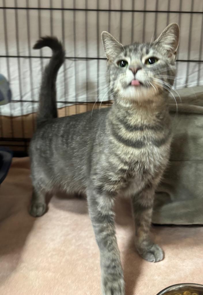 Enlarge Freeloader, a Adoptable mixed breed in Olean, NY image 3/6