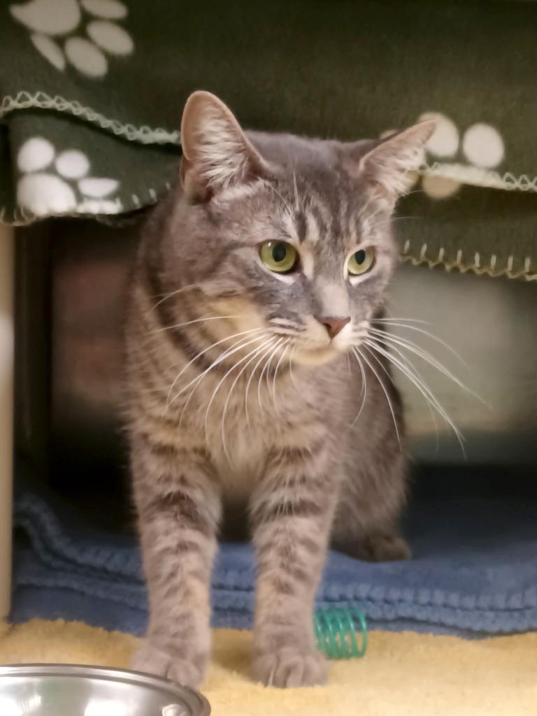 Enlarge Freeloader, a Adoptable mixed breed in Olean, NY image 4/6