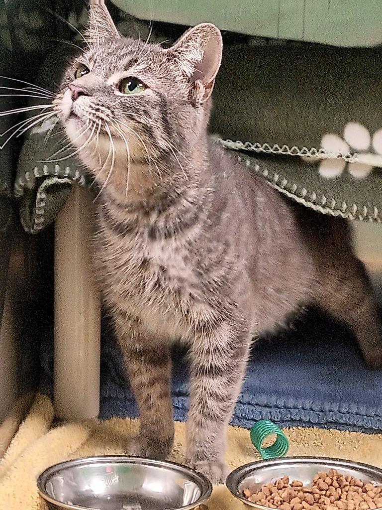 Enlarge Freeloader, a Adoptable mixed breed in Olean, NY image 5/6