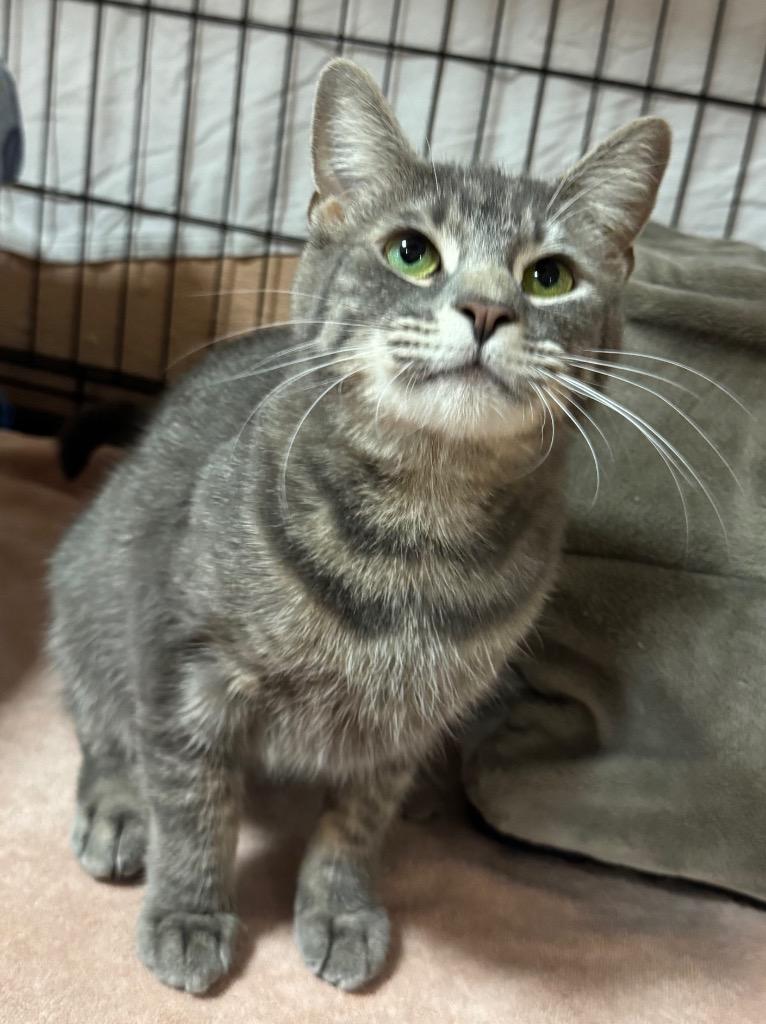 Enlarge Freeloader, a Adoptable mixed breed in Olean, NY image 6/6