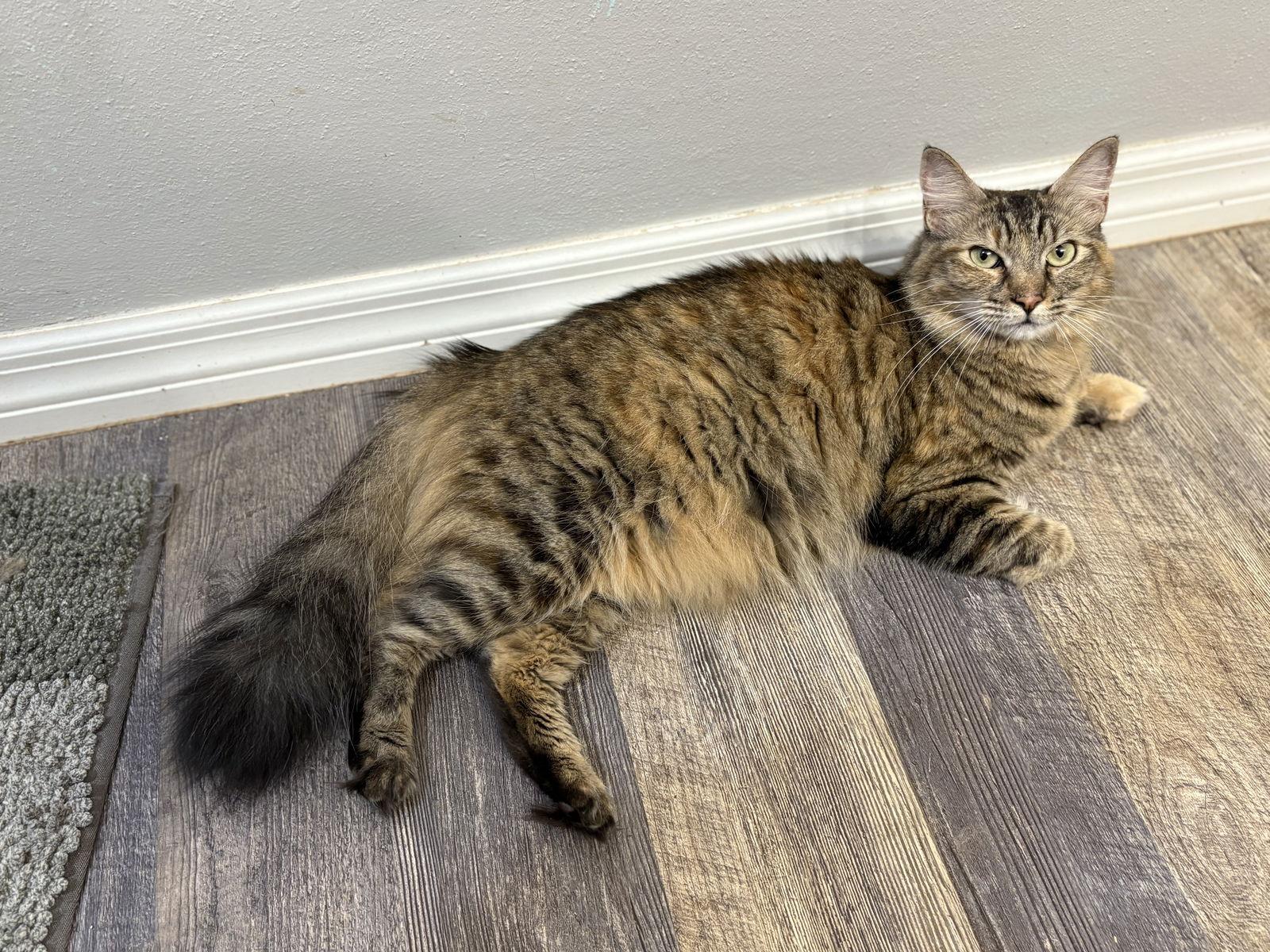 Squirrel, Adoptable, Adult Female Domestic Long Hair.