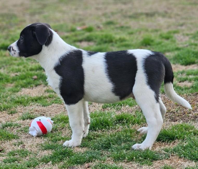 Curry, adopted, Puppy Male Labrador Retriever & Great Pyrenees.