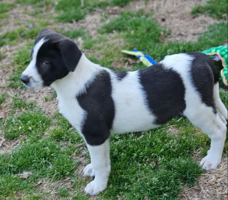 Enlarge Curry, an adopted mixed breed in Enfield , CT image 4/4