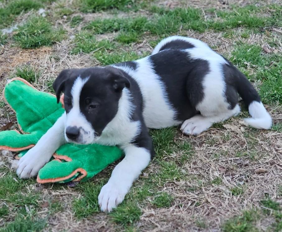 Enlarge Curry, an adopted mixed breed in Enfield , CT image 3/4