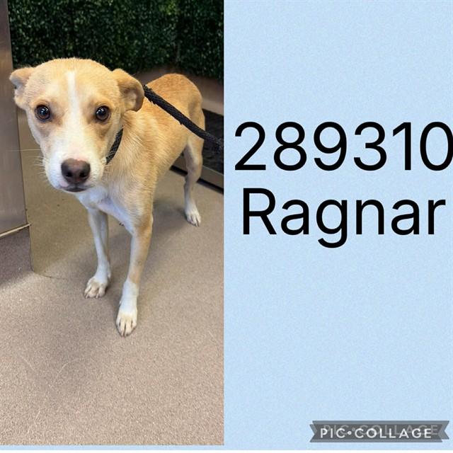 RAGNAR, Adoptable, Young Male Mixed Breed.