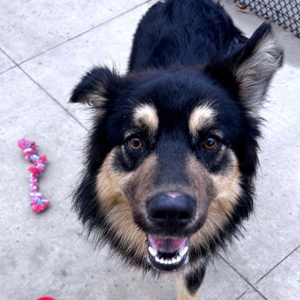 Enlarge Midnight, a Adoptable mixed breed in Norman, OK image 1/6