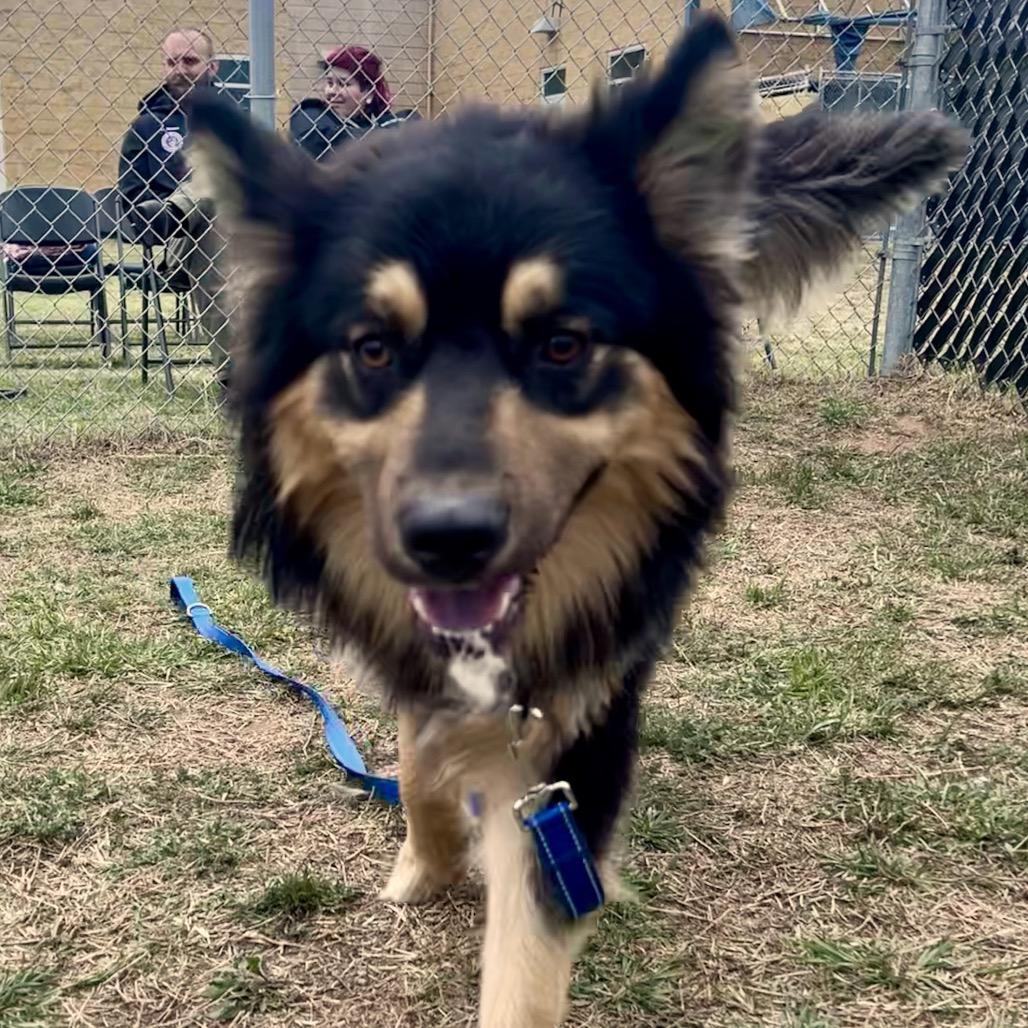 Enlarge Midnight, a Adoptable mixed breed in Norman, OK image 3/6