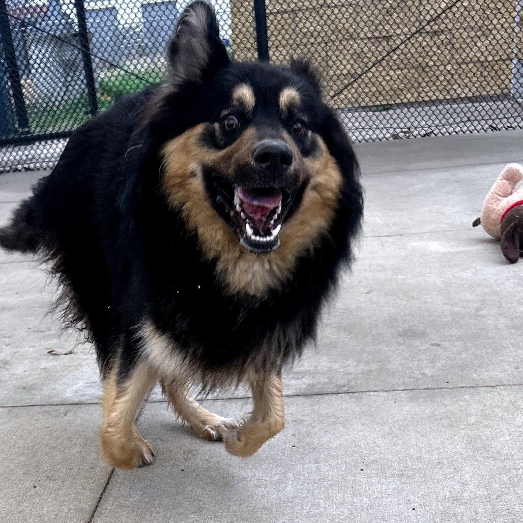 Enlarge Midnight, a Adoptable mixed breed in Norman, OK image 4/6