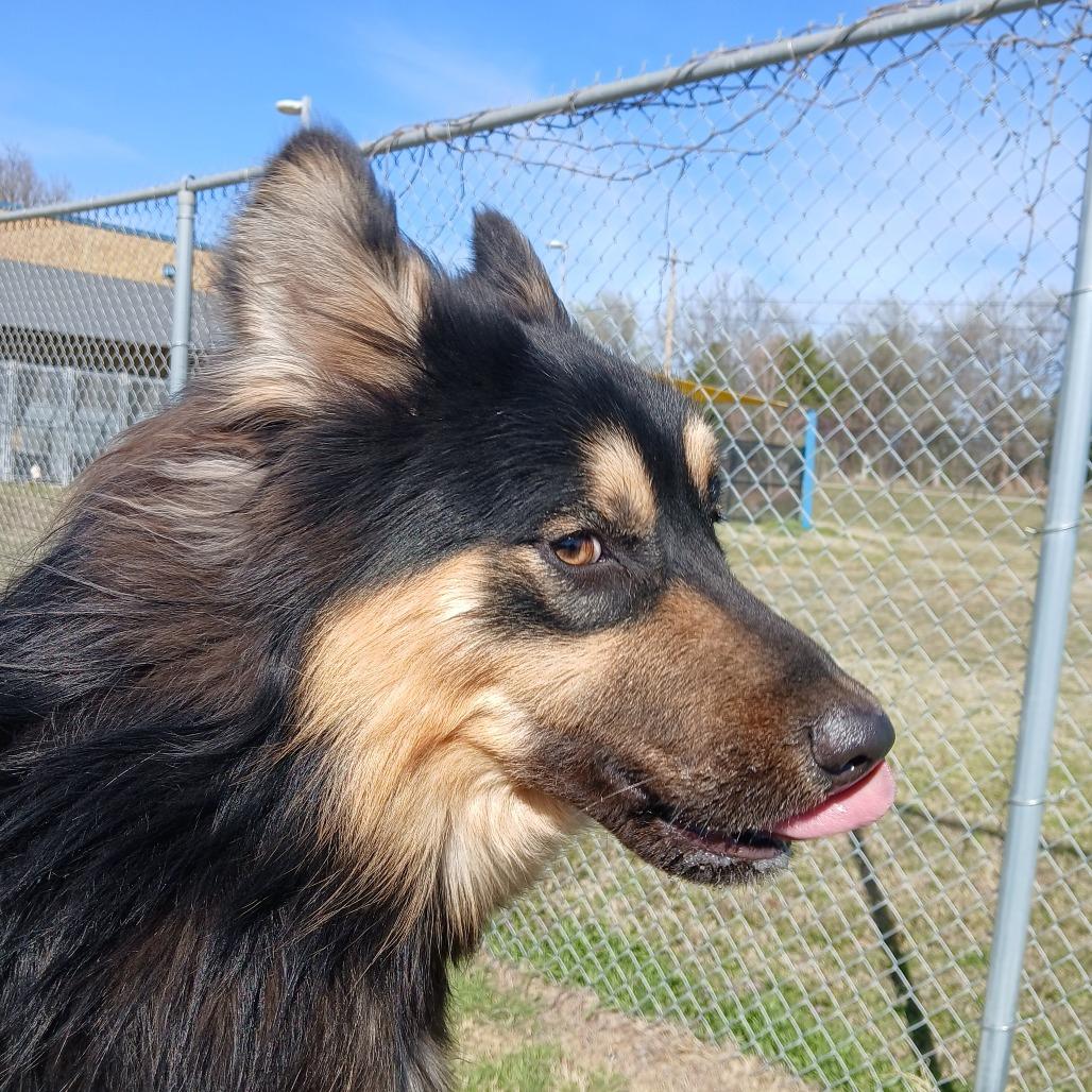 Enlarge Midnight, a Adoptable mixed breed in Norman, OK image 5/6