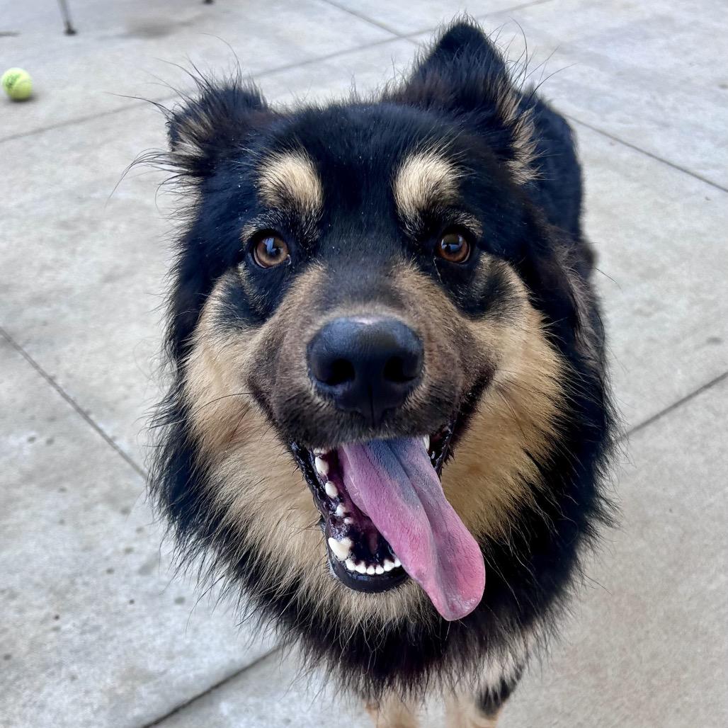 Enlarge Midnight, a Adoptable mixed breed in Norman, OK image 6/6