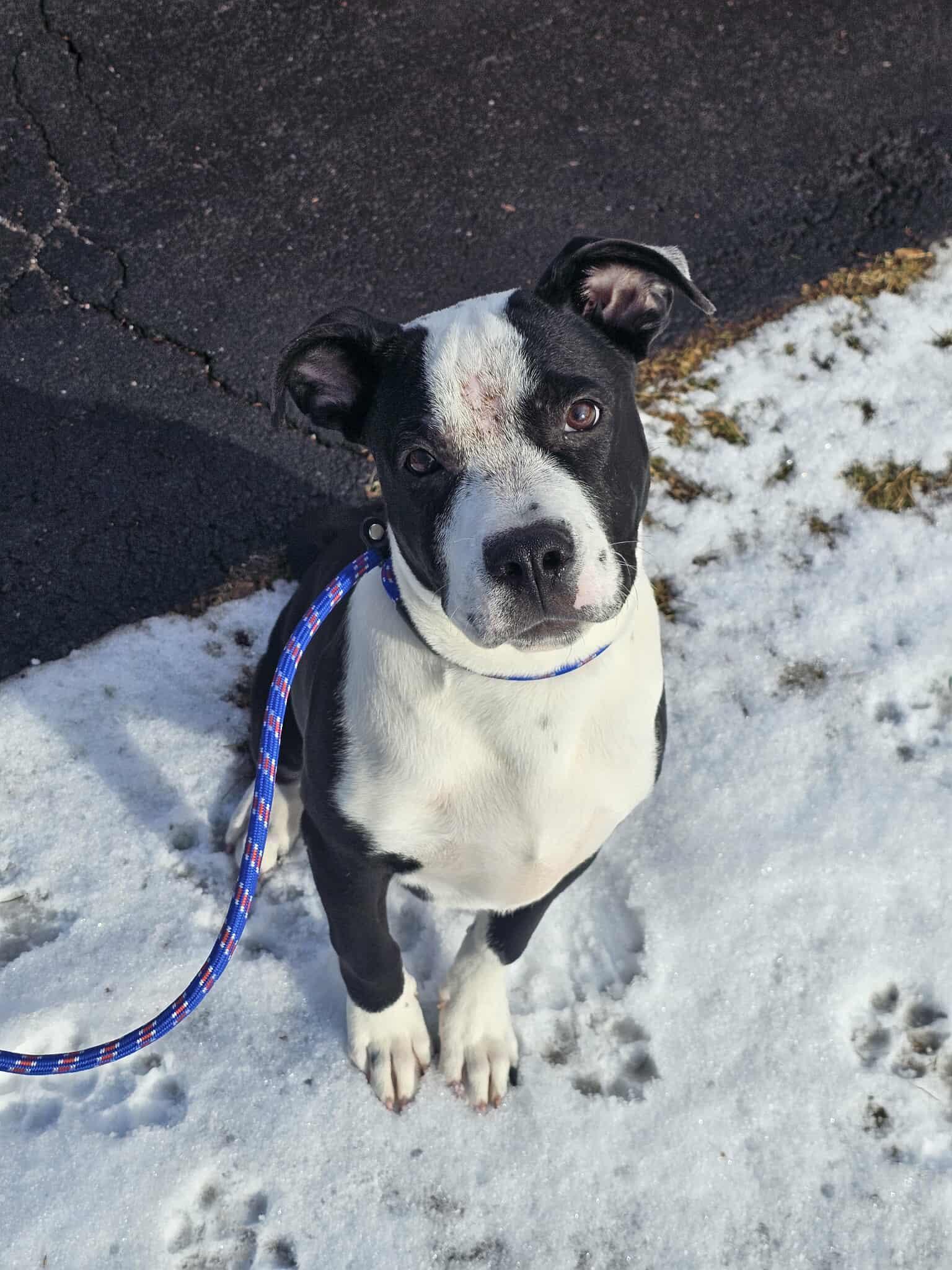 Enlarge Turbo , a ADOPTABLE mixed breed in West Haven, CT image 1/2