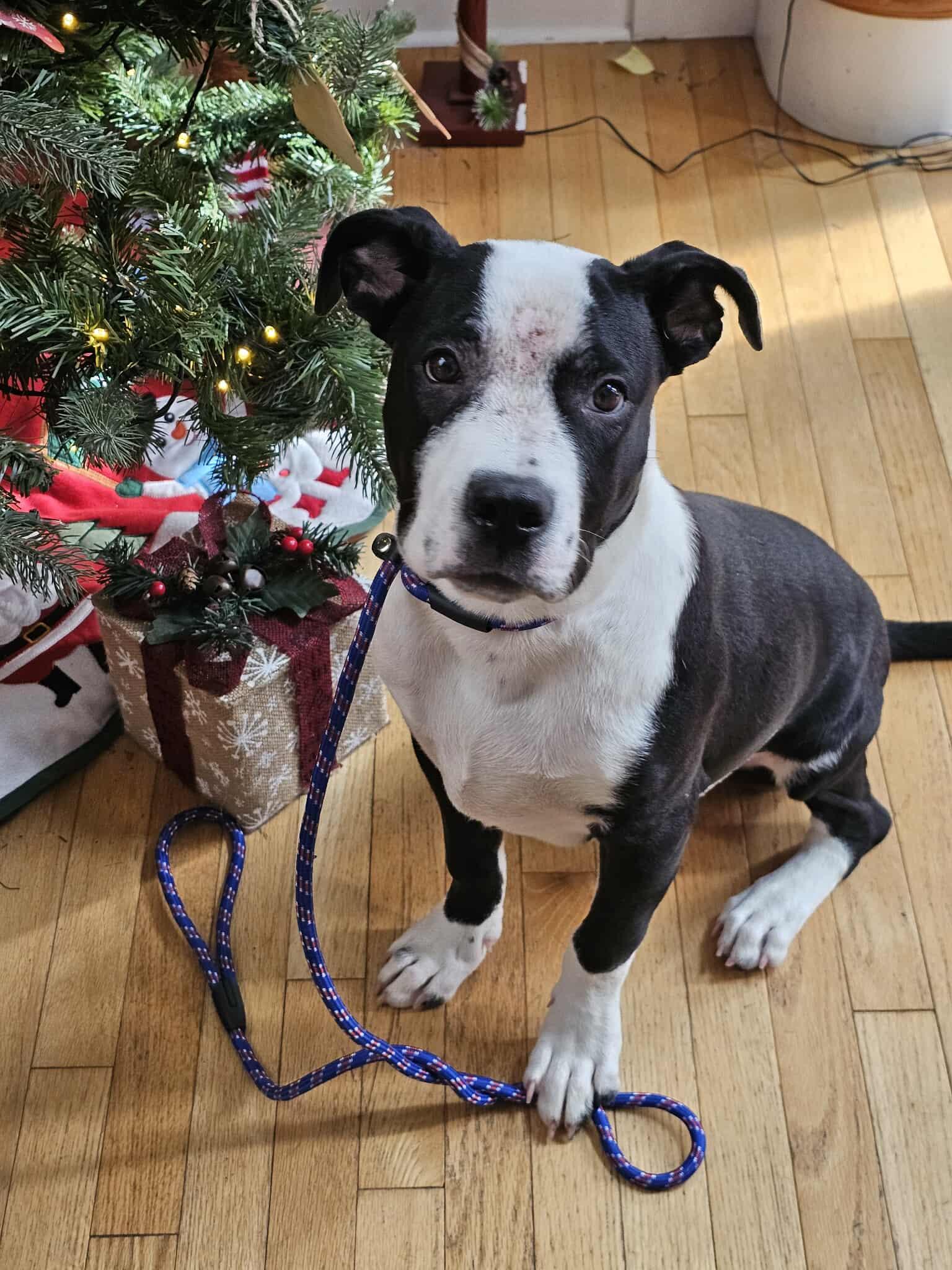 Enlarge Turbo , a ADOPTABLE mixed breed in West Haven, CT image 2/2