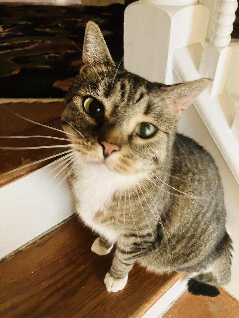 Enlarge Cleo & Sons , a Adoptable American Shorthair in Hasbrouck Heights, NJ image 4/4