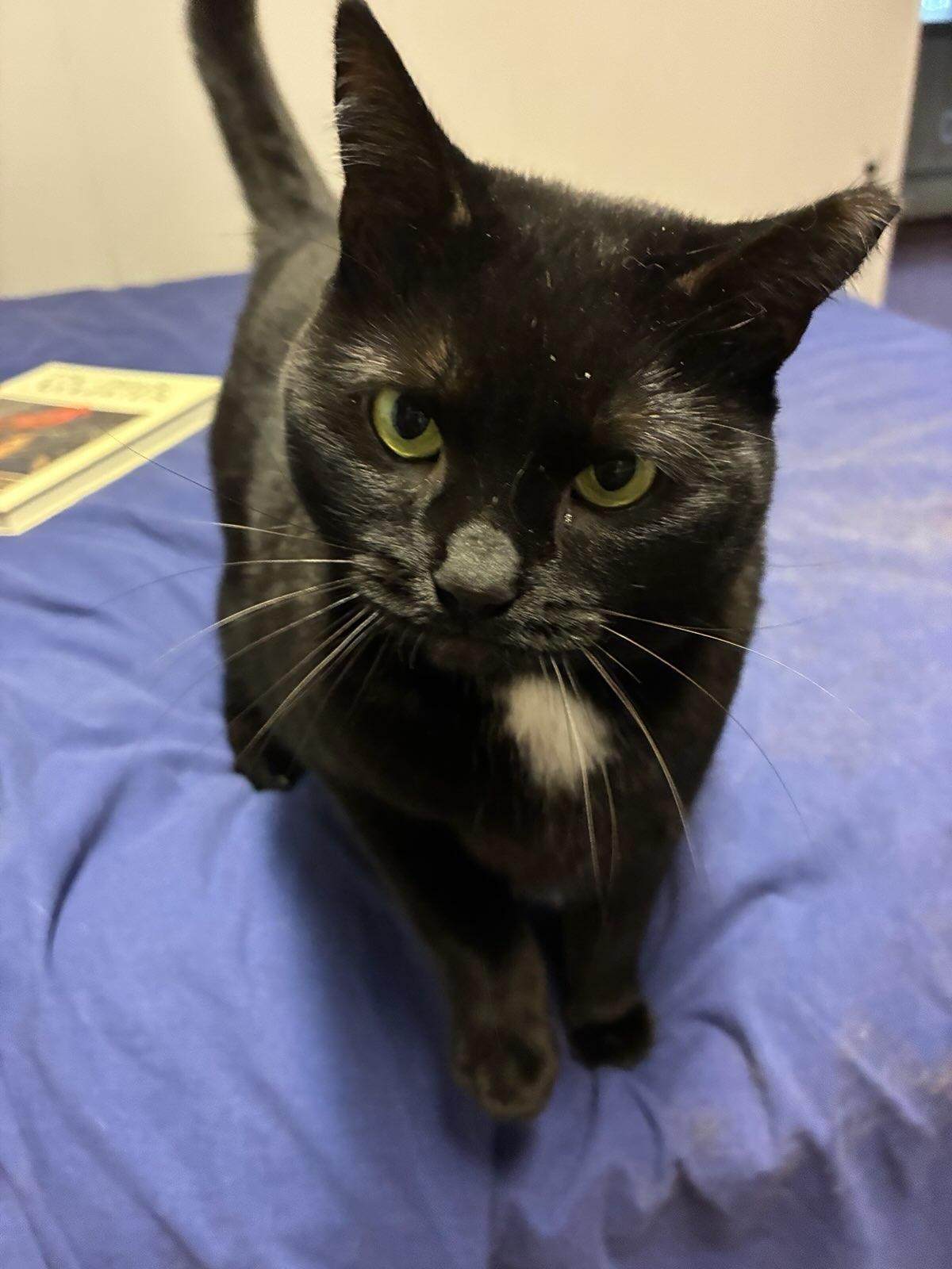 Enlarge Cleo, a Adoptable American Shorthair in Hasbrouck Heights, NJ image 2/3