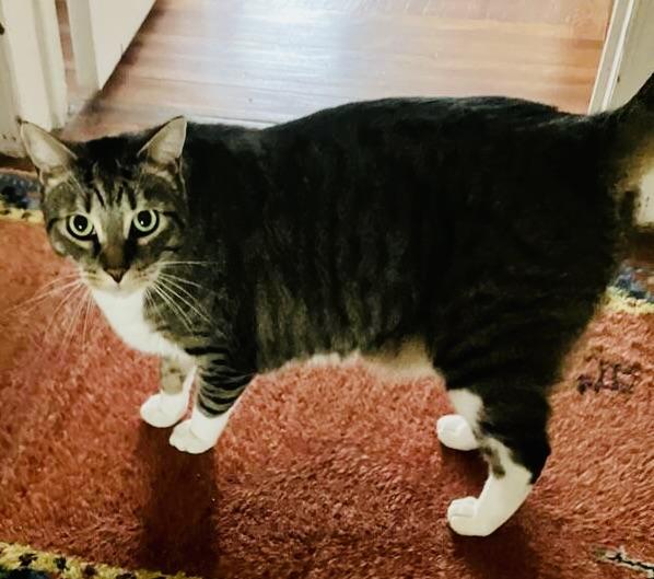 Enlarge Cleo & Sons , a Adoptable American Shorthair in Hasbrouck Heights, NJ image 3/4