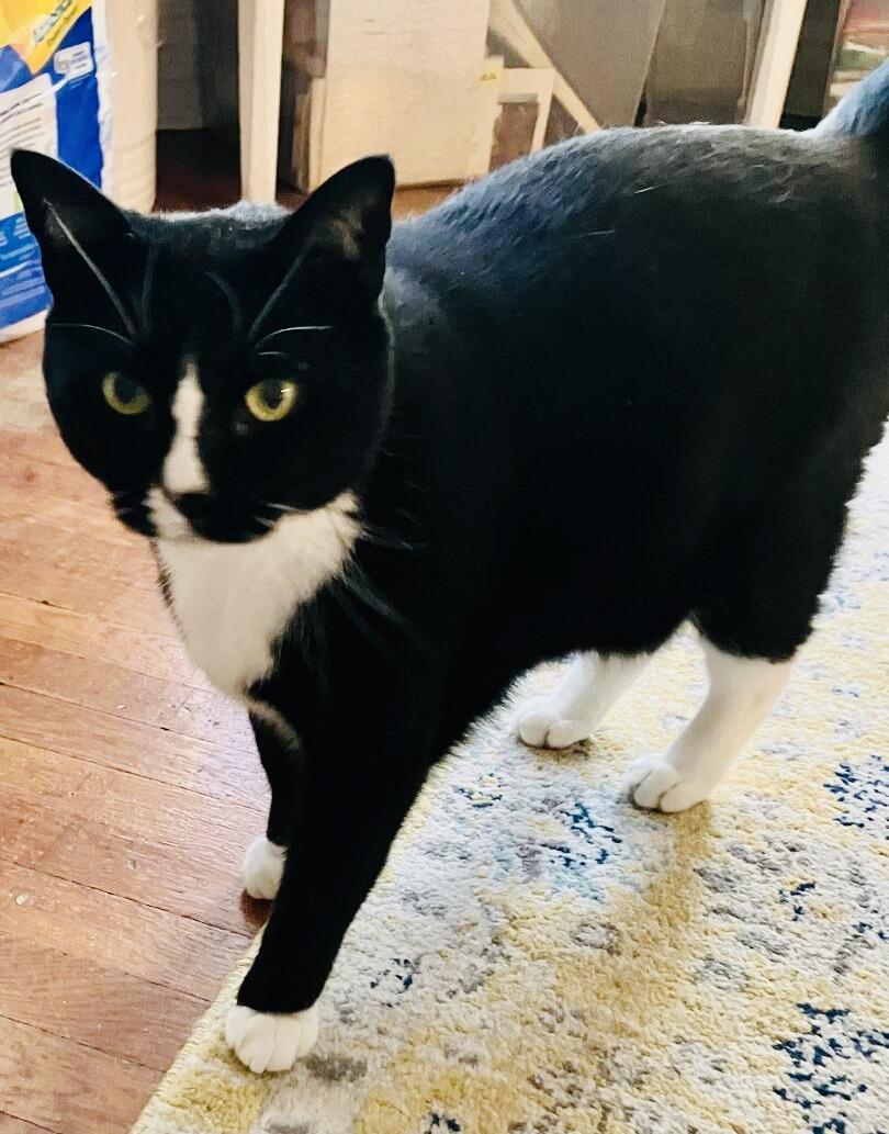 Enlarge Cleo & Sons , a Adoptable American Shorthair in Hasbrouck Heights, NJ image 2/4