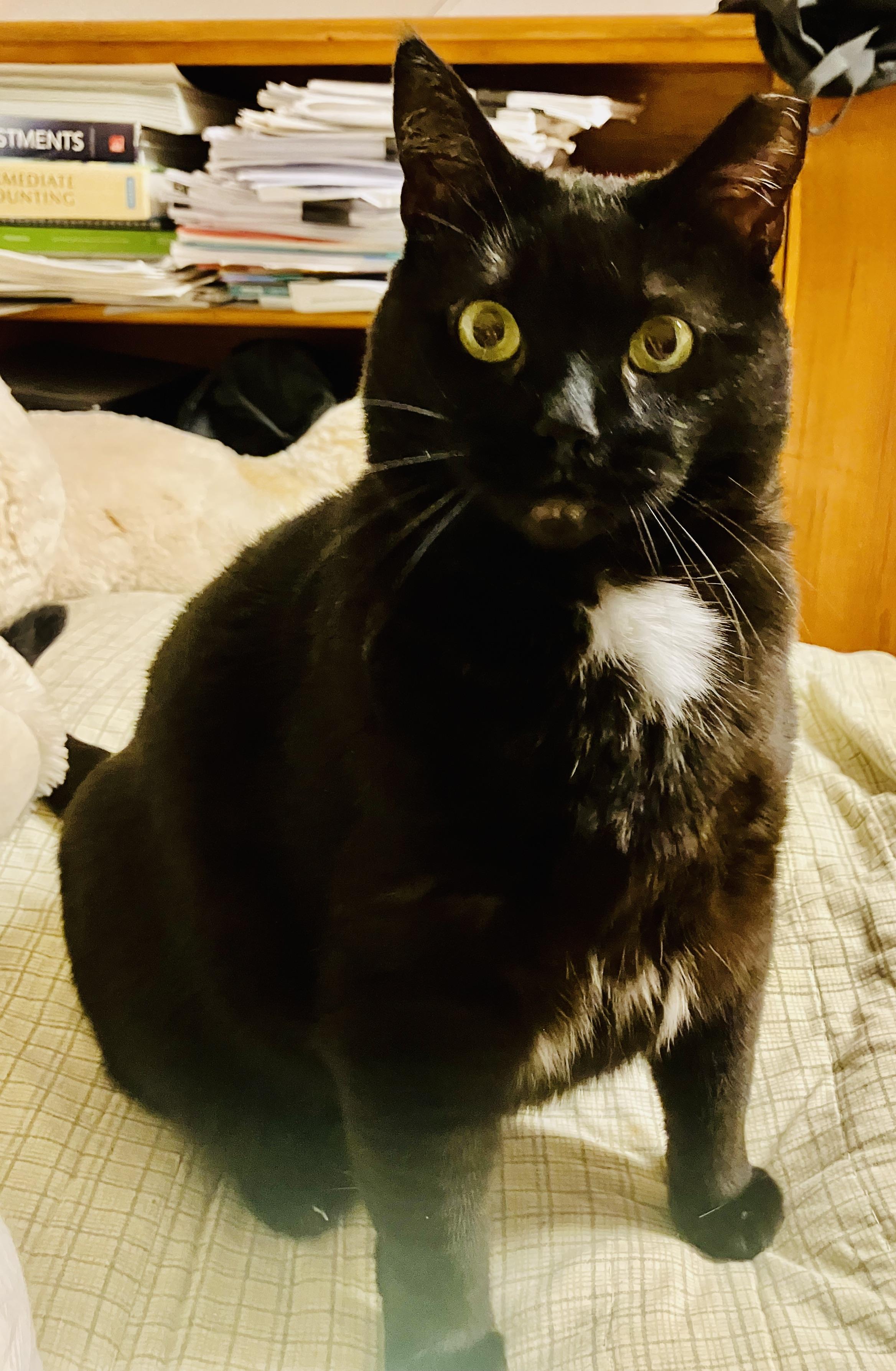 Cleo & Sons , Adoptable, Adult Female American Shorthair.