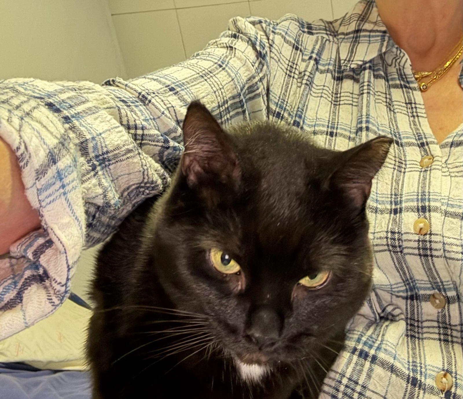 Enlarge Cleo, a Adoptable American Shorthair in Hasbrouck Heights, NJ image 3/3