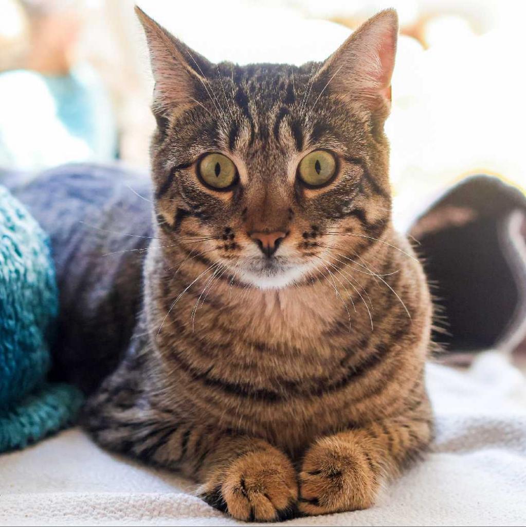 Delilah, a Adoptable Domestic Medium Hair in Los Angeles, CA image 1/3