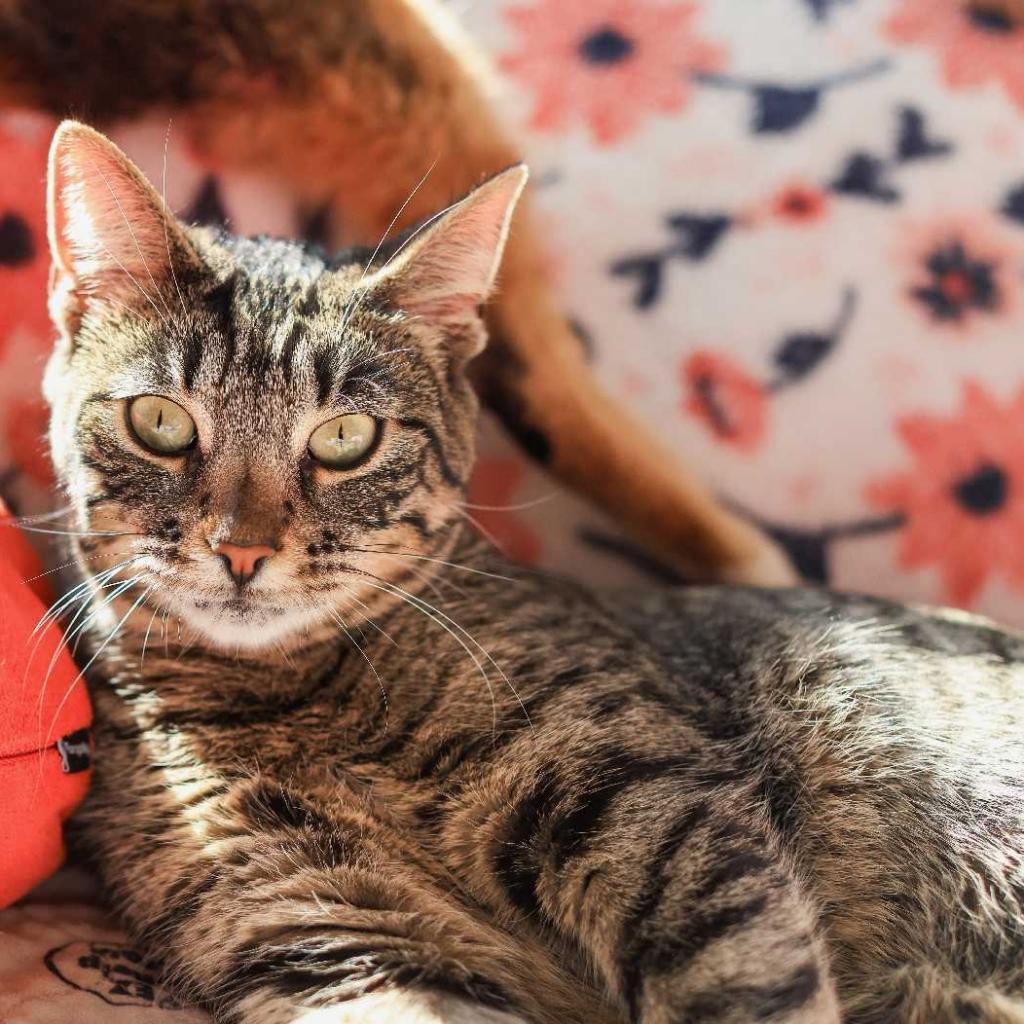 Delilah, a Adoptable Domestic Medium Hair in Los Angeles, CA image 2/3