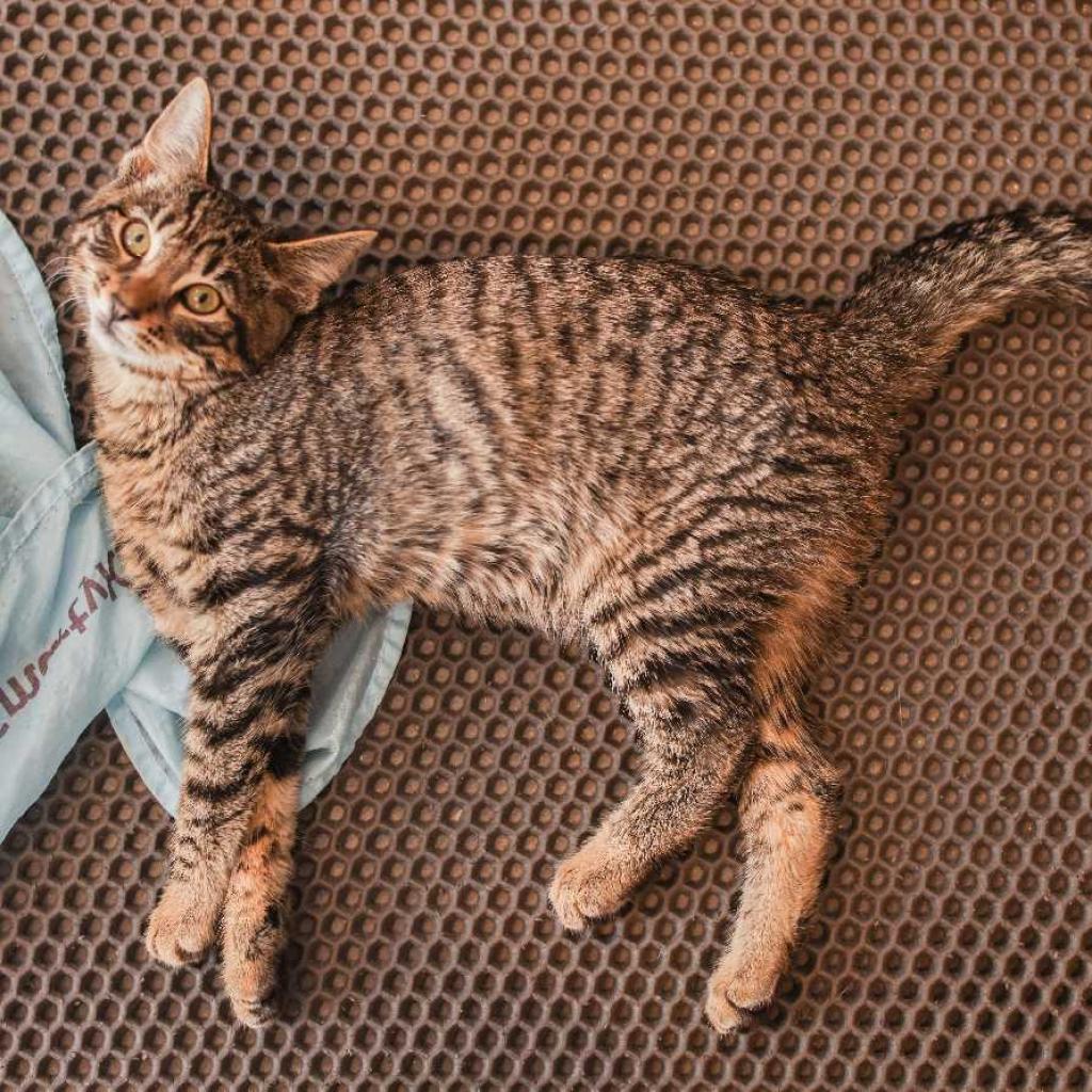 Delilah, a Adoptable Domestic Medium Hair in Los Angeles, CA image 3/3