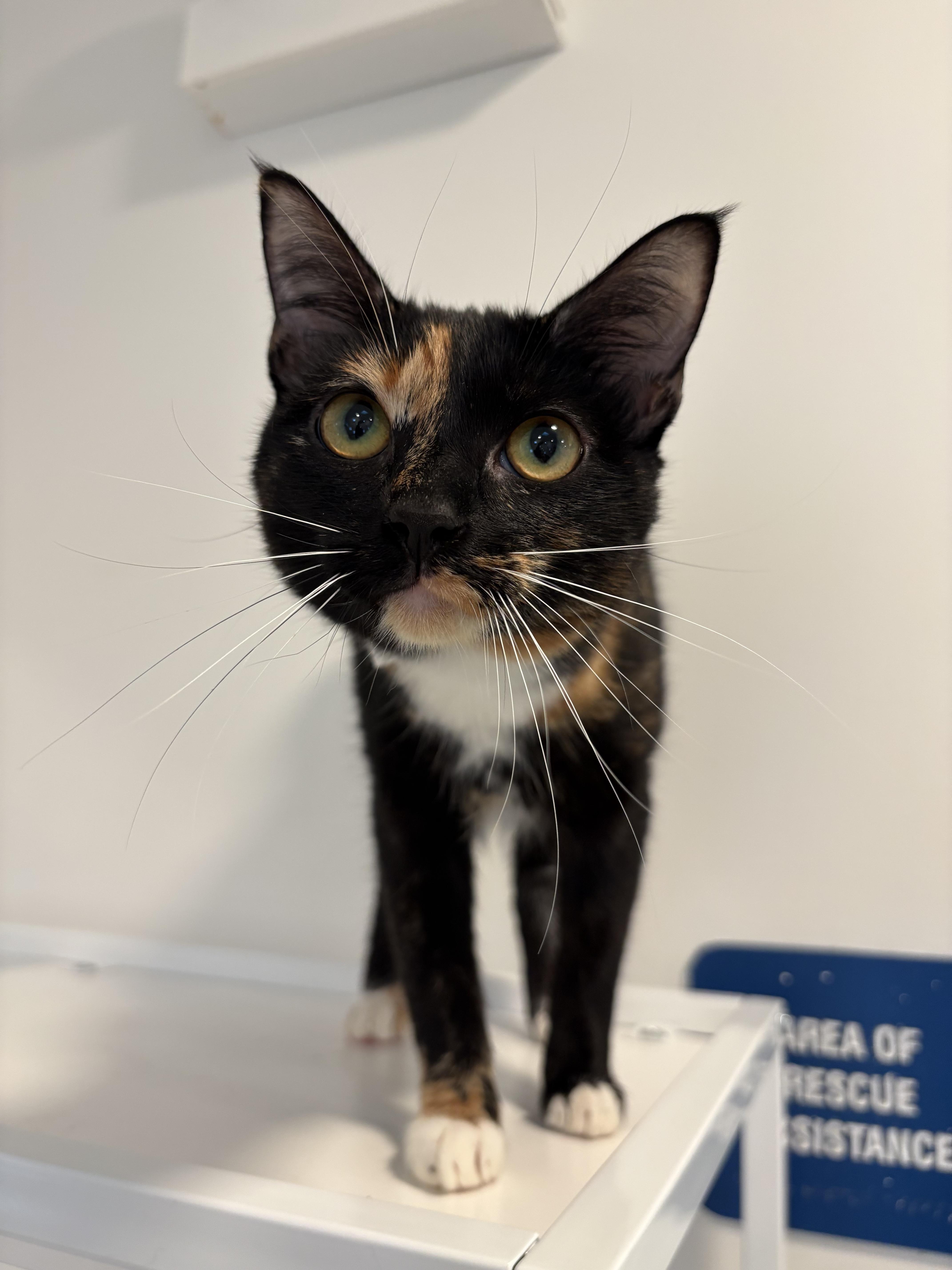 Enlarge Cynthia, a Adoptable Domestic Short Hair in Chicago, IL image 1/3