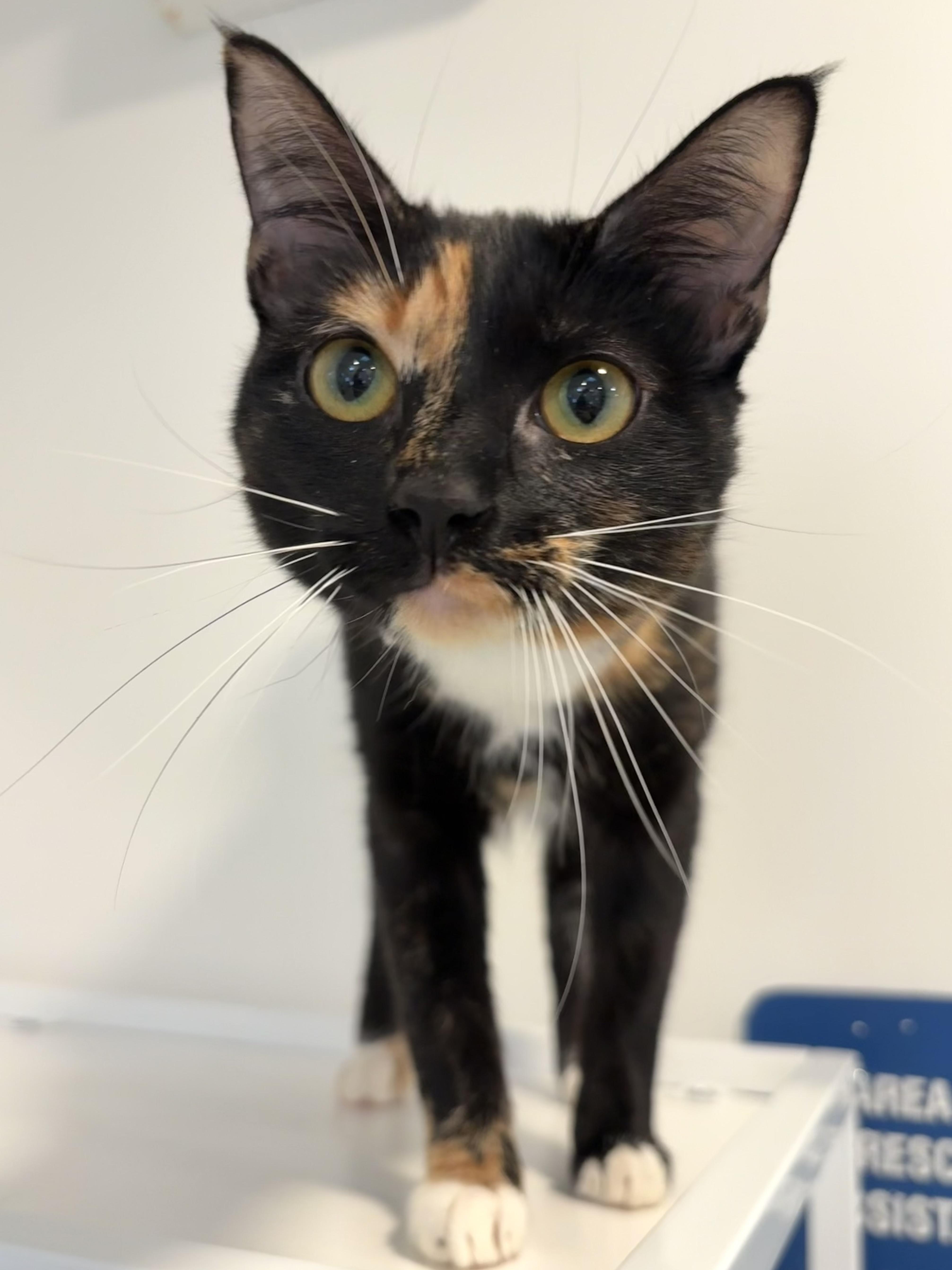 Enlarge Cynthia, a Adoptable Domestic Short Hair in Chicago, IL image 2/3