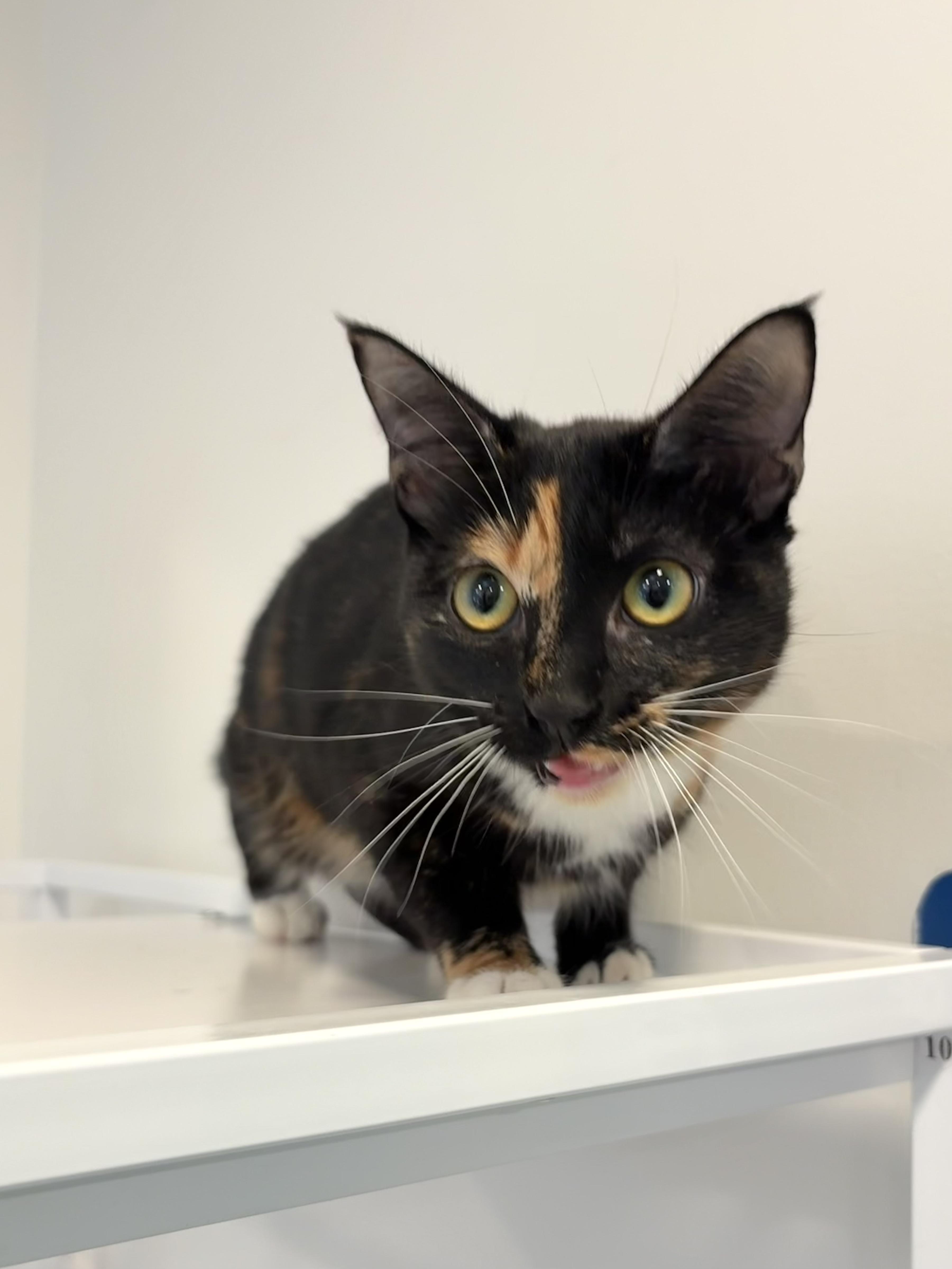 Enlarge Cynthia, a Adoptable Domestic Short Hair in Chicago, IL image 3/3