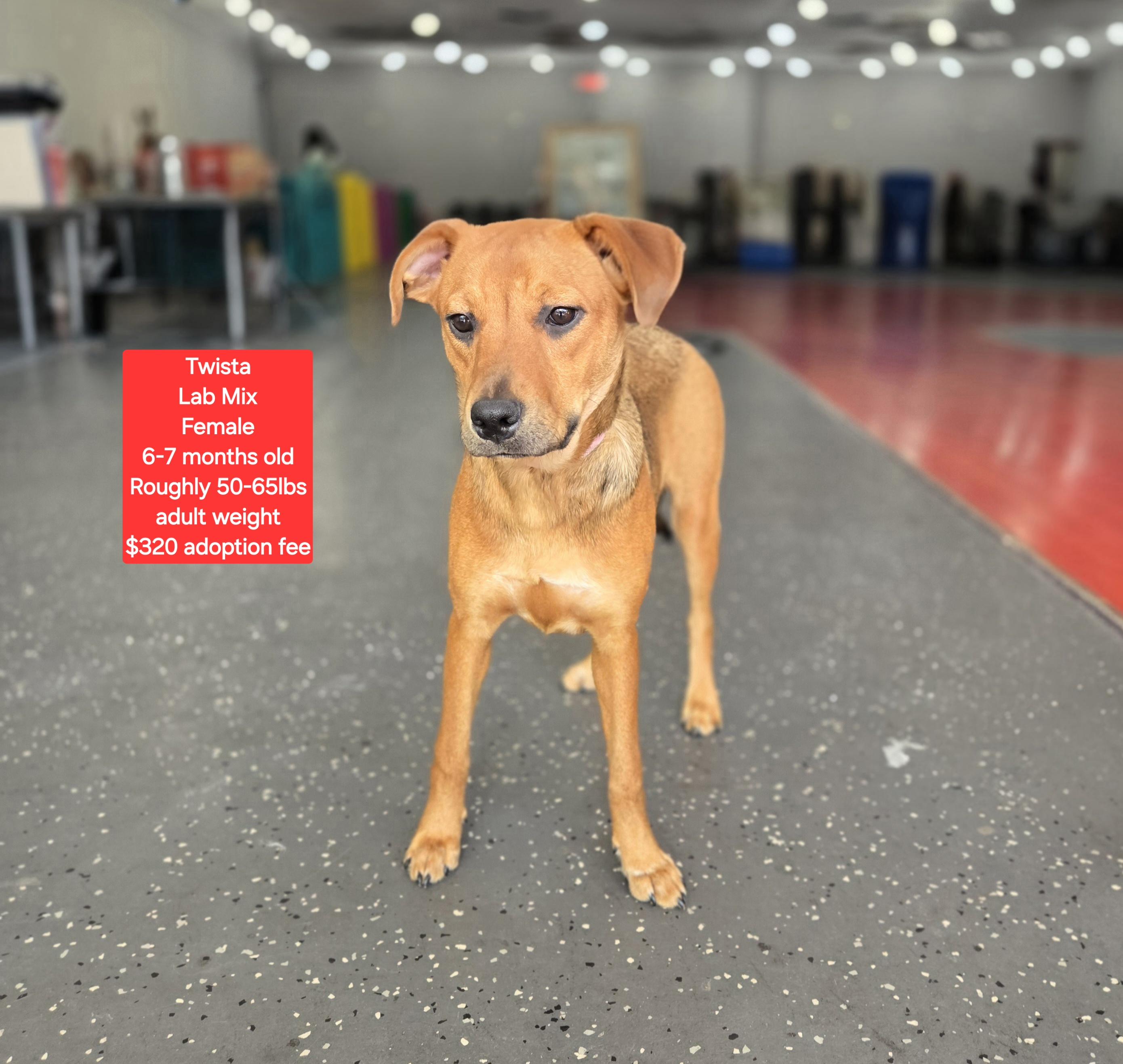 Enlarge Twista, a ADOPTABLE mixed breed in Oviedo, FL image 1/1