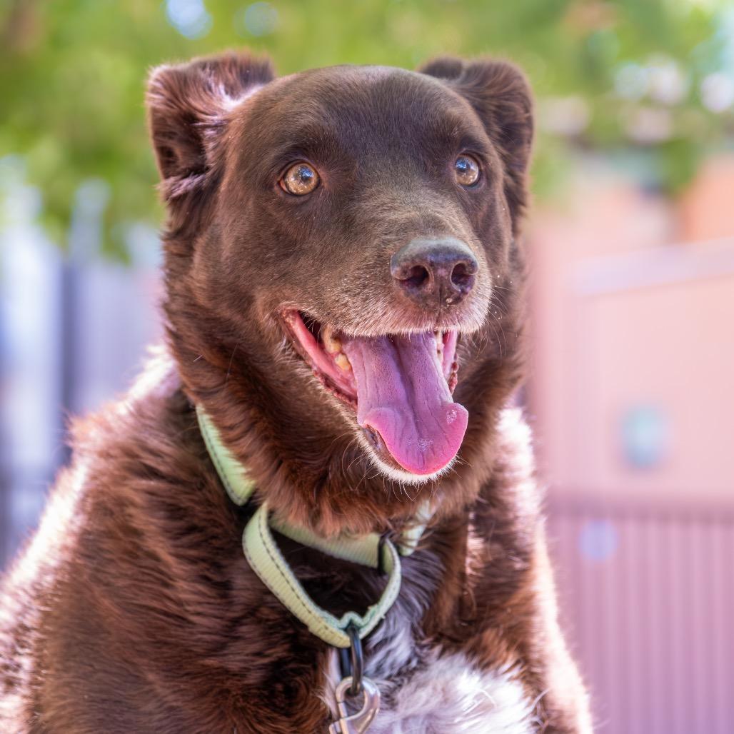 Juju, Adoptable, Senior Female Cattle Dog.