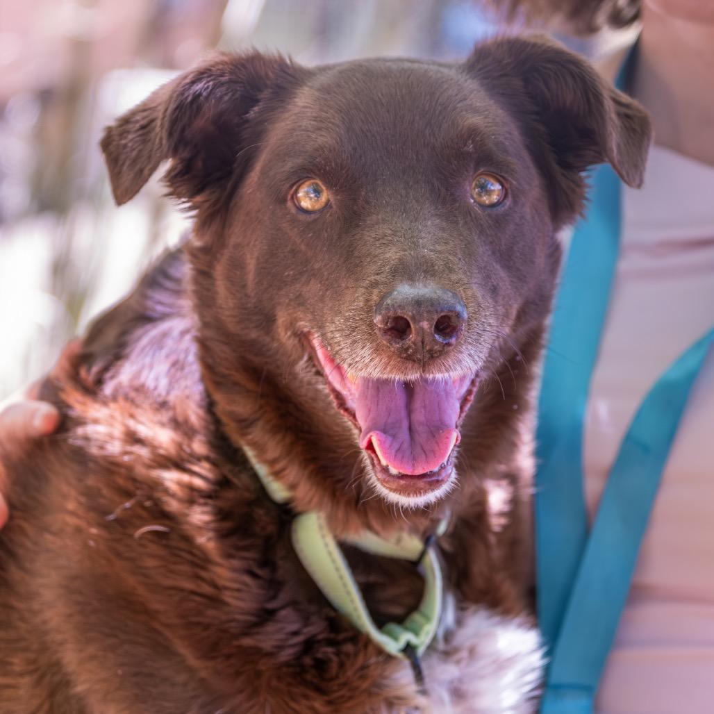 Enlarge Juju, a Adoptable Cattle Dog in Albuquerque, NM image 2/5