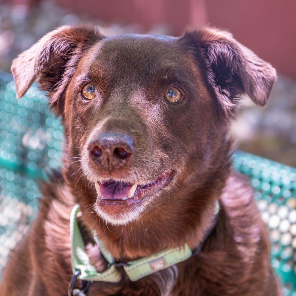 Enlarge Juju, a Adoptable Cattle Dog in Albuquerque, NM image 3/5