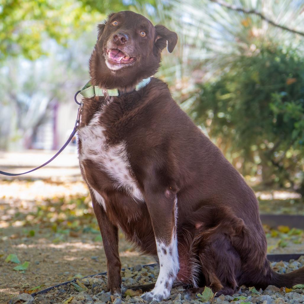 Enlarge Juju, a Adoptable Cattle Dog in Albuquerque, NM image 4/5