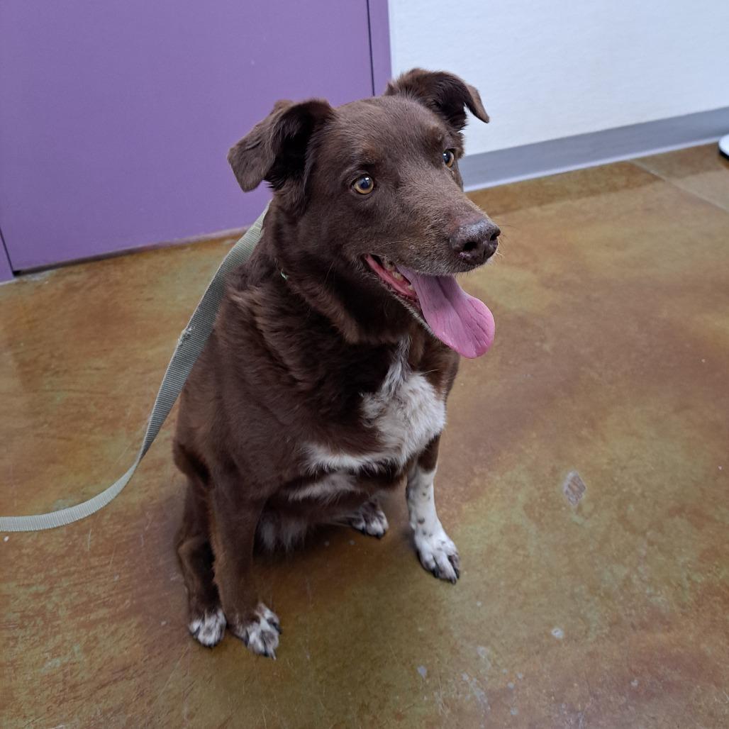 Enlarge Juju, a Adoptable Cattle Dog in Albuquerque, NM image 5/5